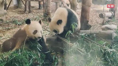 娱乐吃瓜熊猫视频在线观看,在线观看，笑料连连